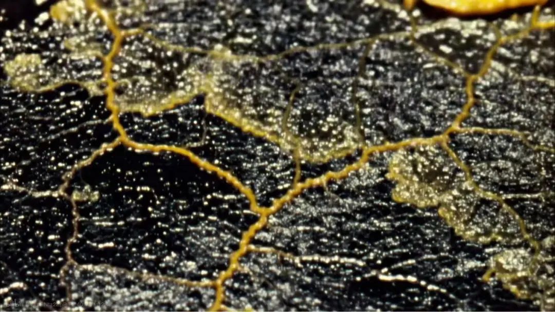 地球最大生物重达 3.5 万吨？它躲在美国森林地底，悄悄统治一整座山！