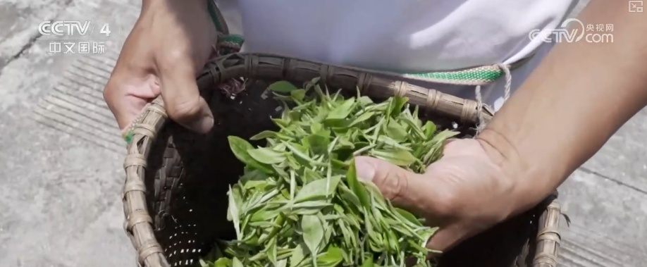 “公路一通天地宽”！墨脱新生代用互联网思维重写这片土地故事