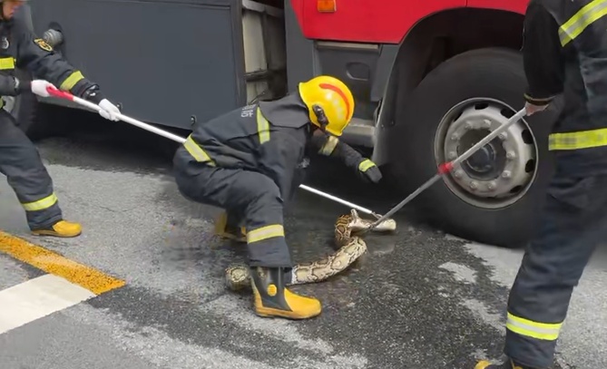 别抬头！长约2米的蟒蛇“从天而降”，落地瞬间惊呼声四起