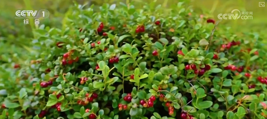 “生态家底”越来越厚 “致富路子”越走越宽