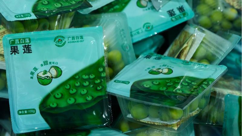 江西广昌：万亩莲池竞相绽放水果莲结出“致富果”