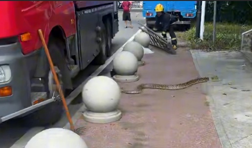 别抬头！长约2米的蟒蛇“从天而降”，落地瞬间惊呼声四起