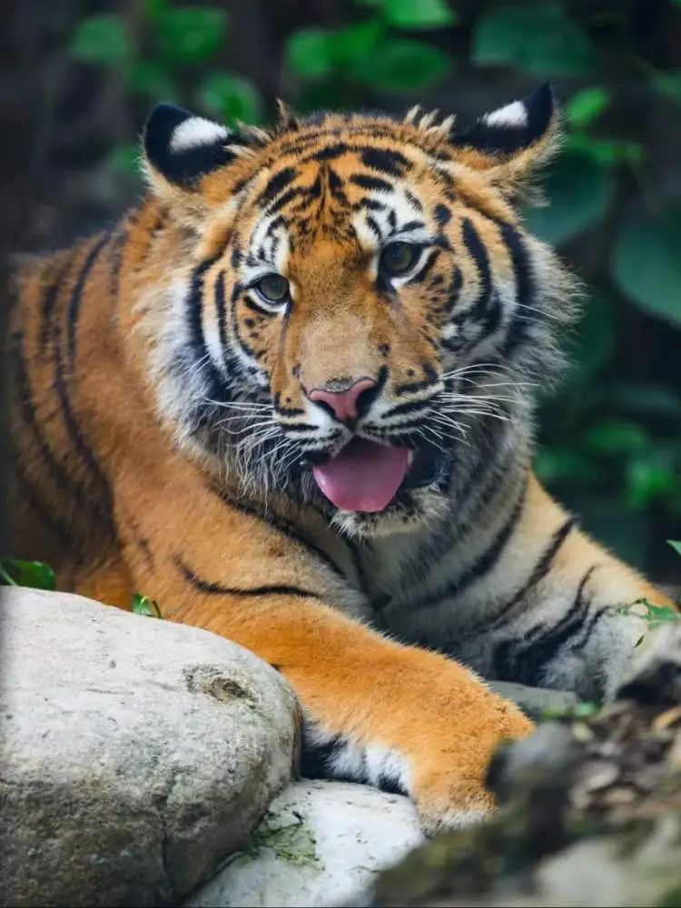 “红糖”生日会在上海动物园举行！粉丝6点就到抢占拍照C位，还有粉丝自制周边送游客