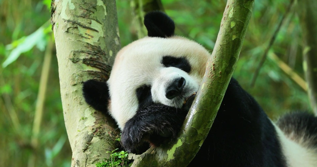 顺利抵达!“芝士”“芝麻”正式入住太阳岛熊猫馆 顺利抵达!“芝士”“芝麻”正式入住太阳岛熊猫馆