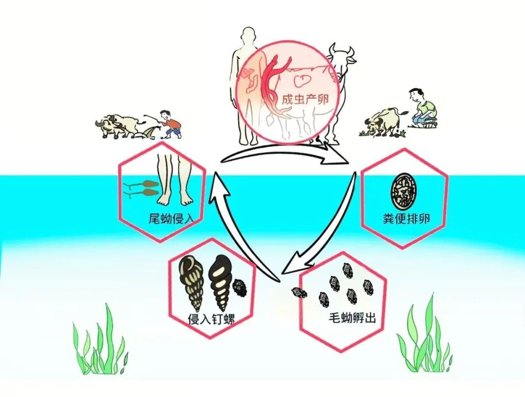 接触10秒即可感染！一旦出现这些症状，立即就医→