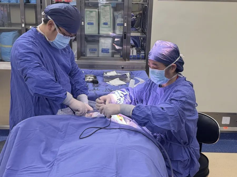 耳朵前的这个“聪明孔”，是鱼鳃演化残迹？其实是发育畸形，还会遗传！