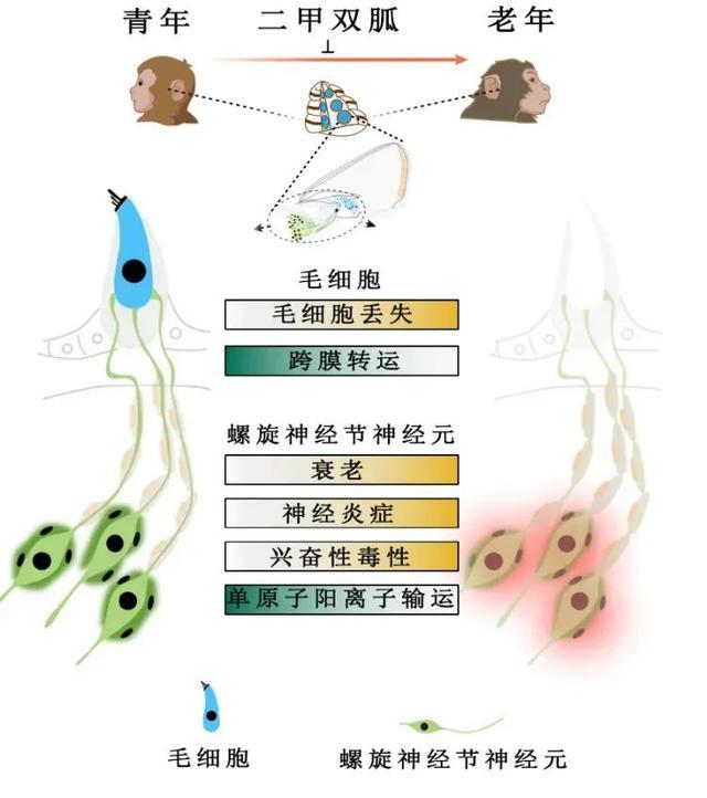 老年性耳聋有救了?科学家揭秘耳蜗衰老关键因子 老年性耳聋有救了?科学家揭秘耳蜗衰老关键因子