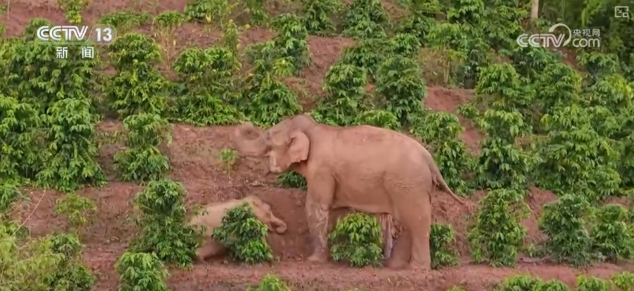 “短鼻家族”奇幻之旅温暖世界 从出圈到归巢看“象”往家园的“美好生活”