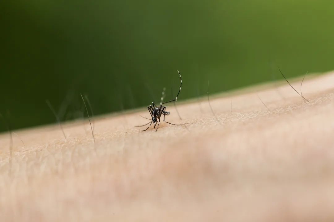 长沙将开展6次集中灭蚊！早晚这些时段请注意，尽量避免户外活动