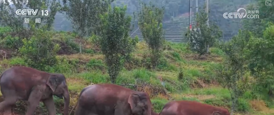 “短鼻家族”奇幻之旅温暖世界 从出圈到归巢看“象”往家园的“美好生活”