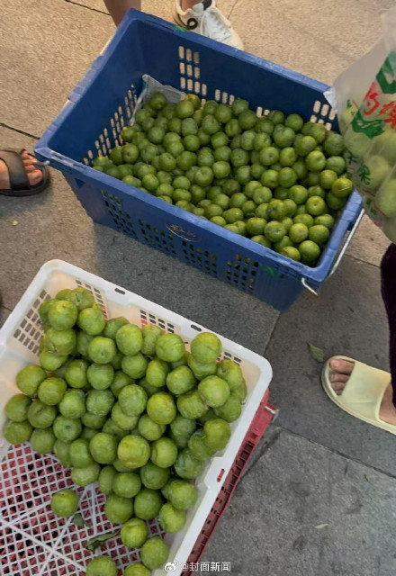 9.8元蜂糖李竟是冒牌货