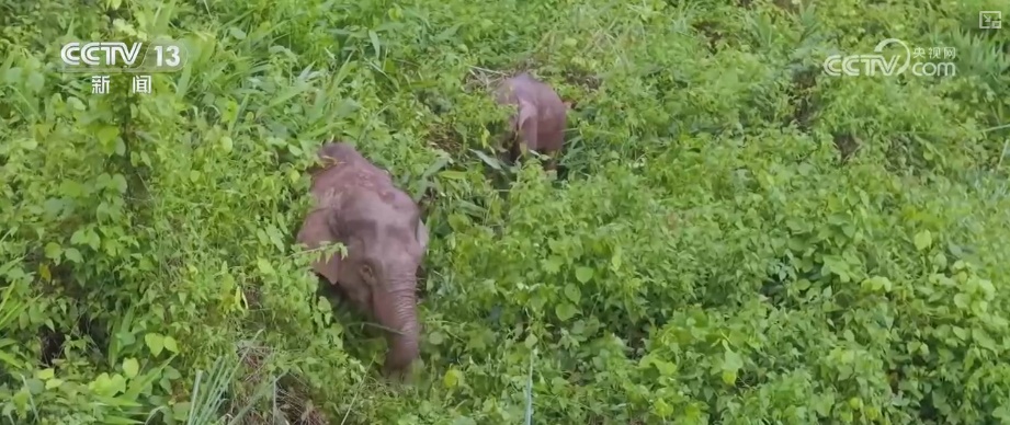 “短鼻家族”奇幻之旅温暖世界 从出圈到归巢看“象”往家园的“美好生活”