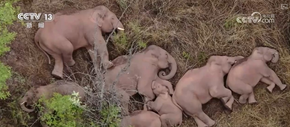 “短鼻家族”奇幻之旅温暖世界 从出圈到归巢看“象”往家园的“美好生活”