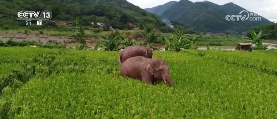 “短鼻家族”奇幻之旅温暖世界 从出圈到归巢看“象”往家园的“美好生活”