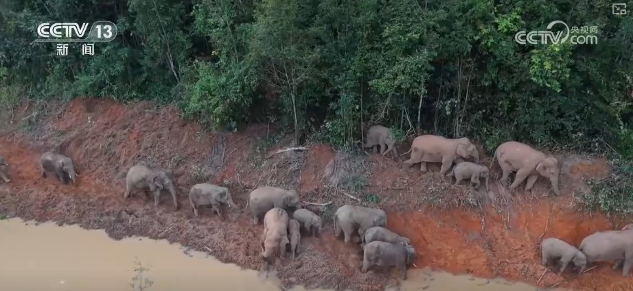 “短鼻家族”奇幻之旅温暖世界 从出圈到归巢看“象”往家园的“美好生活”