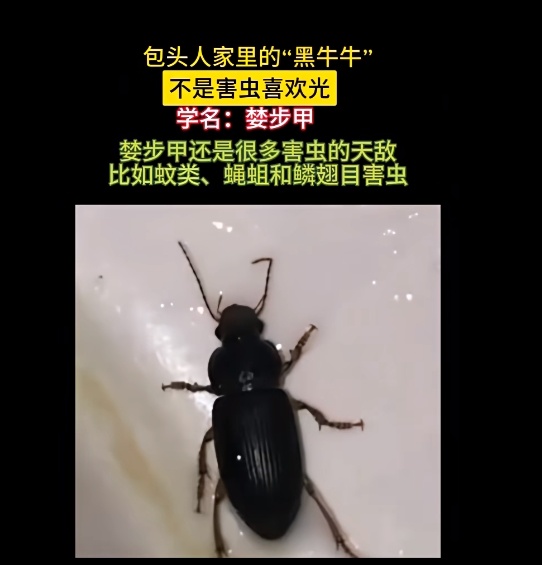 头皮发麻！黑色甲虫出没包头市民家中！到底是啥？