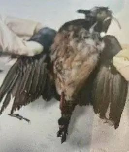 获刑！男子非法狩猎，结果气枪走火误伤自己，后报假警谎称被人击伤