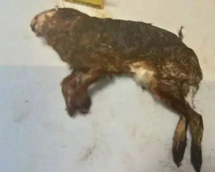 获刑！男子非法狩猎，结果气枪走火误伤自己，后报假警谎称被人击伤