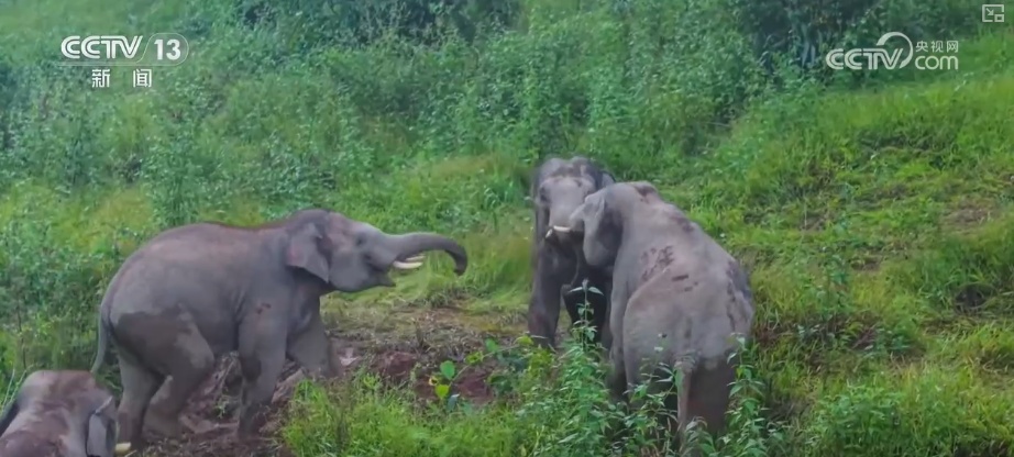 “短鼻家族”奇幻之旅温暖世界 从出圈到归巢看“象”往家园的“美好生活”
