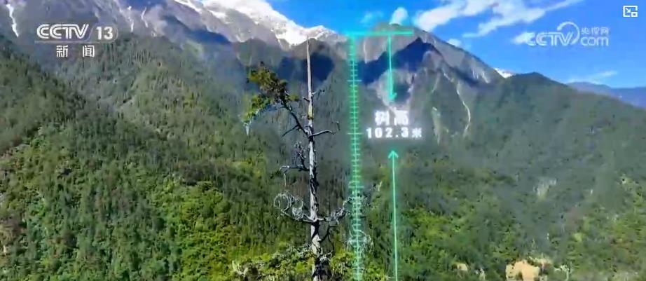 感知生态之变丨绿墨泼染中华大地 我国成为全球增绿最多最快的国家