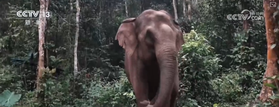 “短鼻家族”奇幻之旅温暖世界 从出圈到归巢看“象”往家园的“美好生活”