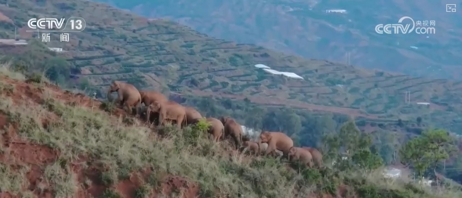 “短鼻家族”奇幻之旅温暖世界 从出圈到归巢看“象”往家园的“美好生活”