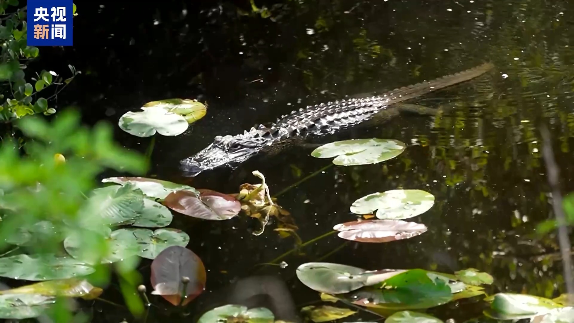 美民众和被拘留者家属抗议 要求关闭“鳄鱼恶魔岛” 美民众和被拘留者家属抗议 要求关闭“鳄鱼恶魔岛”