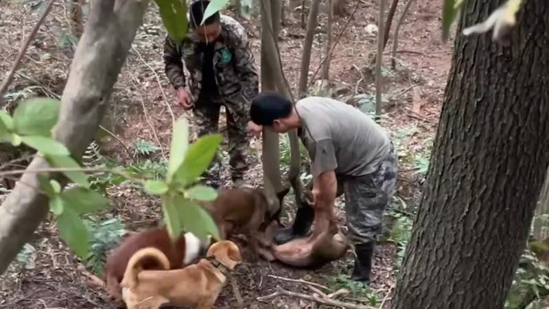 江西浮梁：野猪闯入公园&nbsp;民生护农狩猎队围猎捕获