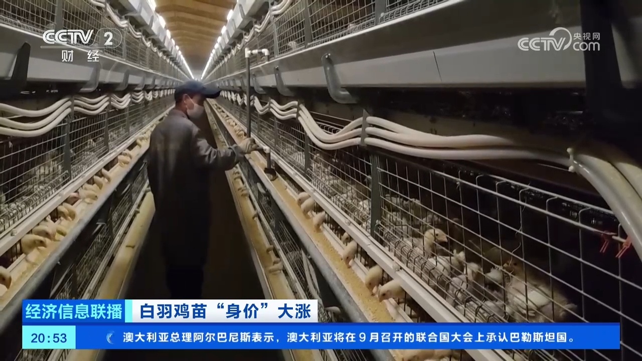 “身价”飙升 部分地区白羽鸡苗价格一个月暴涨超300% “身价”飙升 部分地区白羽鸡苗价格一个月暴涨超300%