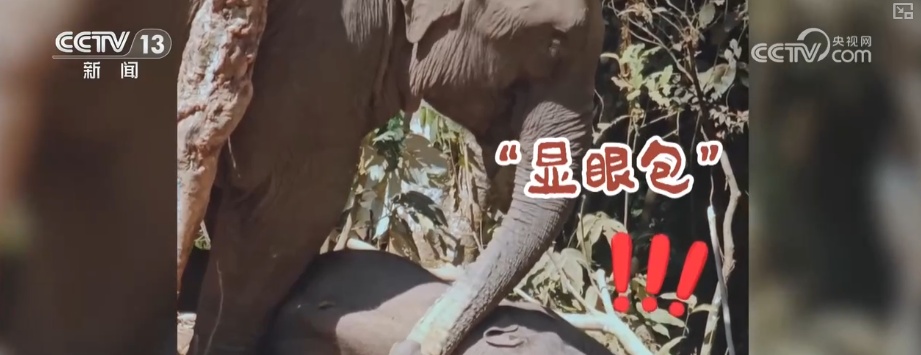 “短鼻家族”奇幻之旅温暖世界 从出圈到归巢看“象”往家园的“美好生活”