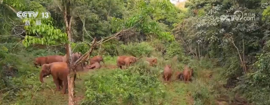 “短鼻家族”奇幻之旅温暖世界 从出圈到归巢看“象”往家园的“美好生活”