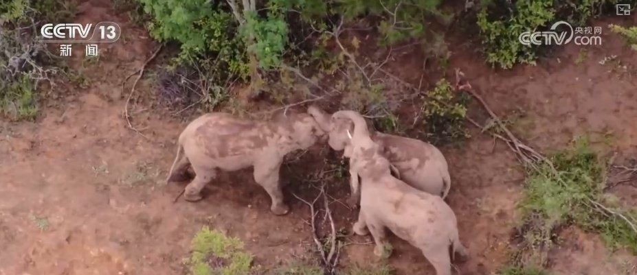 “短鼻家族”奇幻之旅温暖世界 从出圈到归巢看“象”往家园的“美好生活”