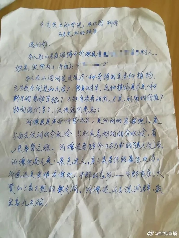 七旬老人独自进京,只为求证“这种植物是不是野生的原始旱稻” 七旬老人独自进京,只为求证“这种植物是不是野生的原始旱稻”