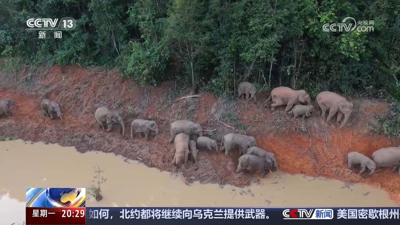 记者重访北上南归的“短鼻家族”