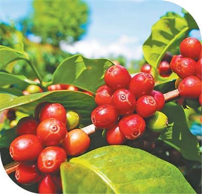 种好小豆子 &nbsp;蹚出好路子