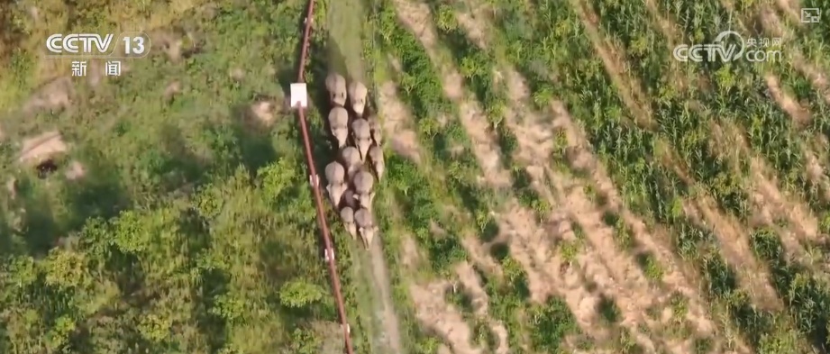 “短鼻家族”奇幻之旅温暖世界 从出圈到归巢看“象”往家园的“美好生活”