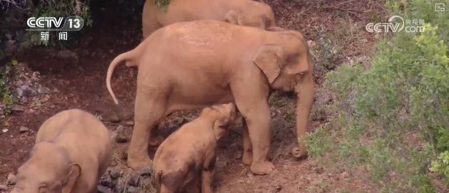 “短鼻家族”奇幻之旅温暖世界 从出圈到归巢看“象”往家园的“美好生活”