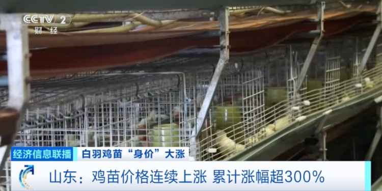 价格暴涨300%！它，从“没人要”到“买不到”