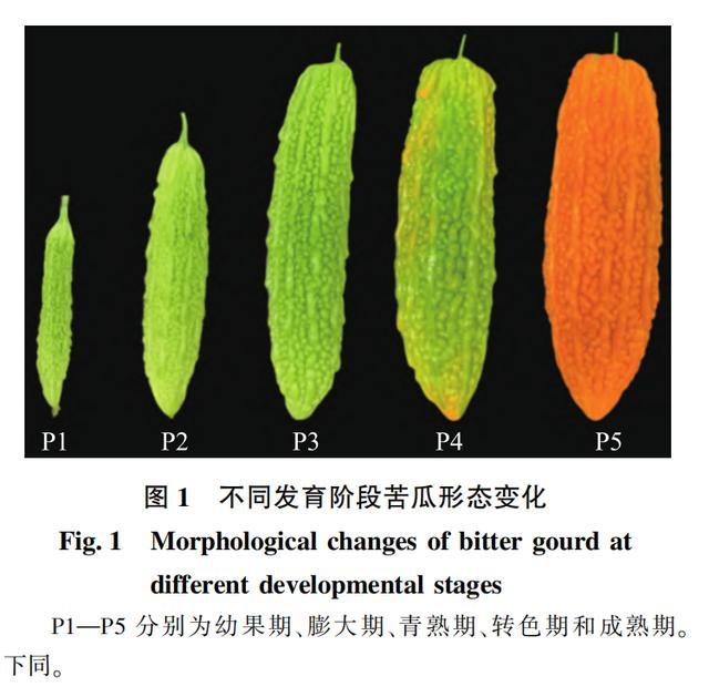 一个暴露年龄的蔬菜，爱吃它，你可能真的“老了”