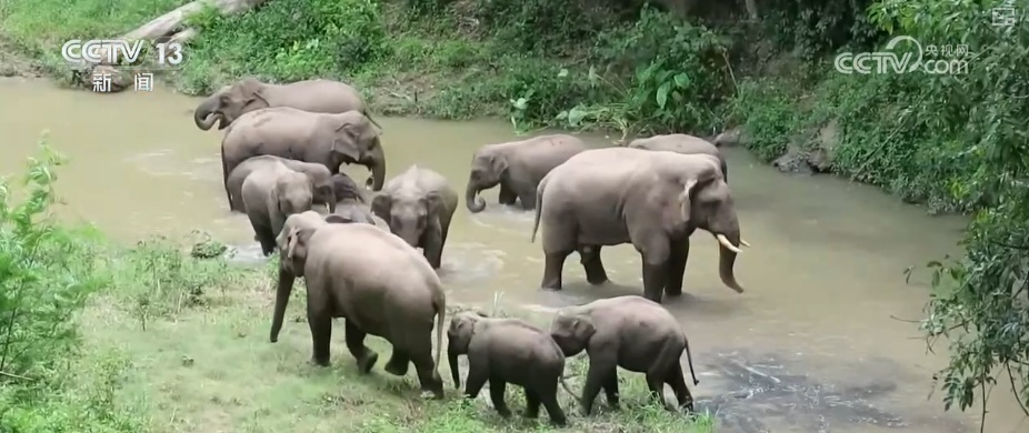 “短鼻家族”奇幻之旅温暖世界 从出圈到归巢看“象”往家园的“美好生活”