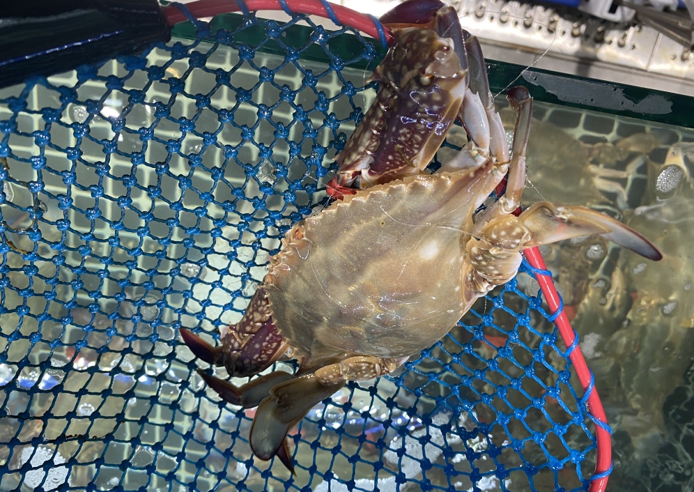 大降价，还要跌！合肥已大量上市