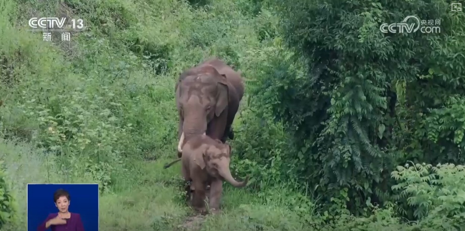 “短鼻家族”奇幻之旅温暖世界 从出圈到归巢看“象”往家园的“美好生活”
