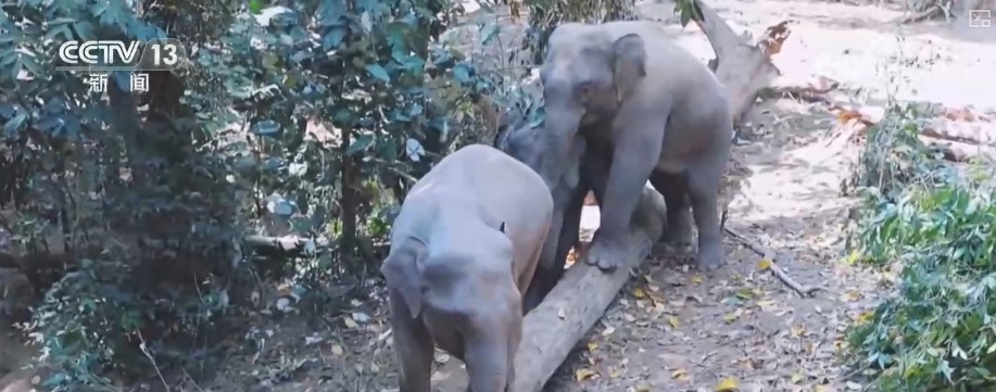 “短鼻家族”奇幻之旅温暖世界 从出圈到归巢看“象”往家园的“美好生活”