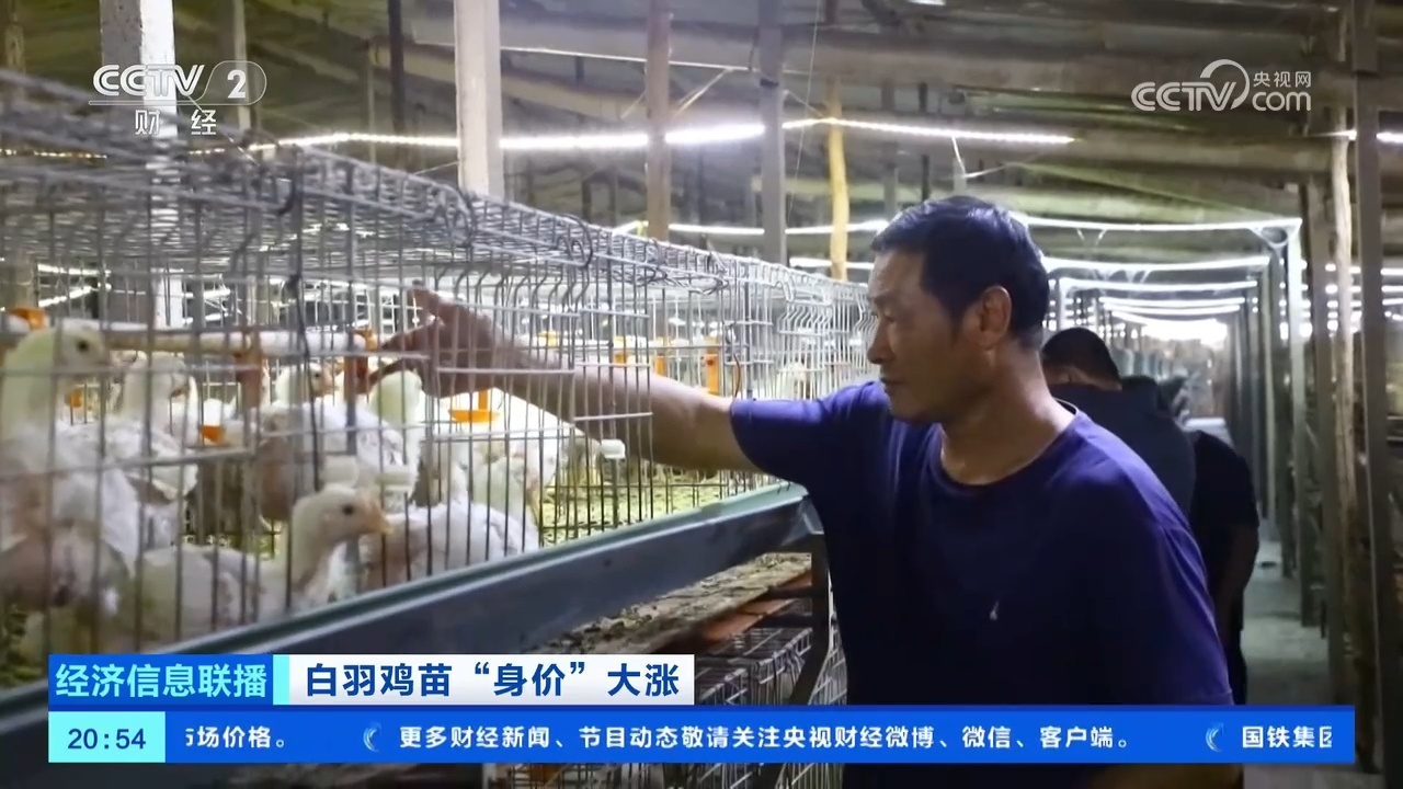 “身价”飙升 部分地区白羽鸡苗价格一个月暴涨超300% “身价”飙升 部分地区白羽鸡苗价格一个月暴涨超300%