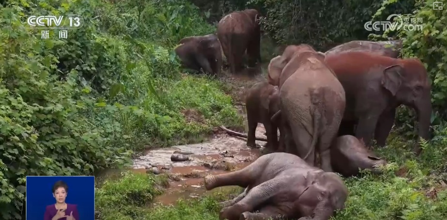 “短鼻家族”奇幻之旅温暖世界 从出圈到归巢看“象”往家园的“美好生活”