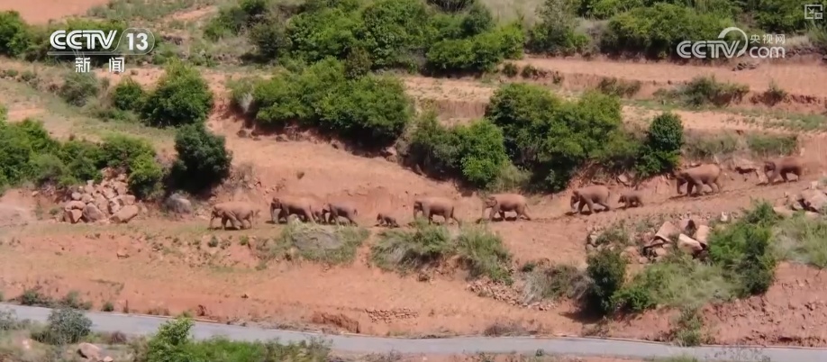 “短鼻家族”奇幻之旅温暖世界 从出圈到归巢看“象”往家园的“美好生活”