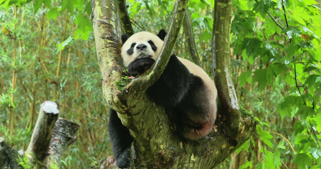 顺利抵达哈尔滨！“芝士”“芝麻”正式入住太阳岛大熊猫馆