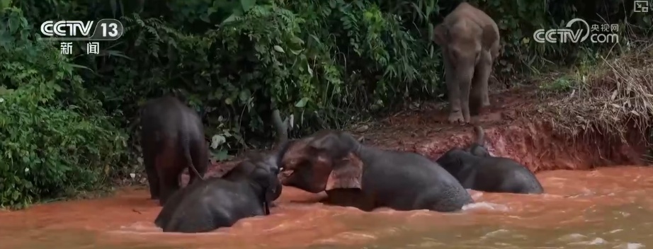 “短鼻家族”奇幻之旅温暖世界 从出圈到归巢看“象”往家园的“美好生活”