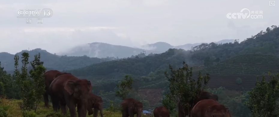 “短鼻家族”奇幻之旅温暖世界 从出圈到归巢看“象”往家园的“美好生活”
