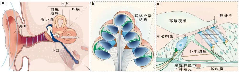 老年性耳聋有救了?科学家揭秘耳蜗衰老关键因子 老年性耳聋有救了?科学家揭秘耳蜗衰老关键因子